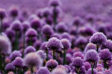 From Shelf to Shopper: Insights Shaping NZ’s F&B Sector